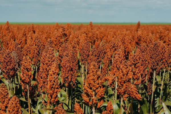 Sementes oilema Sorgo 10 Sementes oilema 1998 Escolhida min