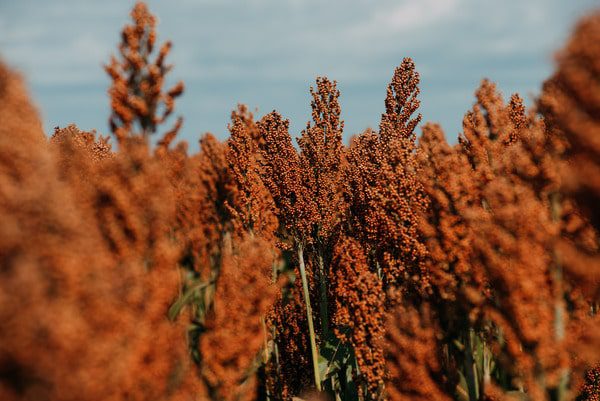 Sementes oilema Sorgo 11 Sementes oilema 1999 Escolhida min