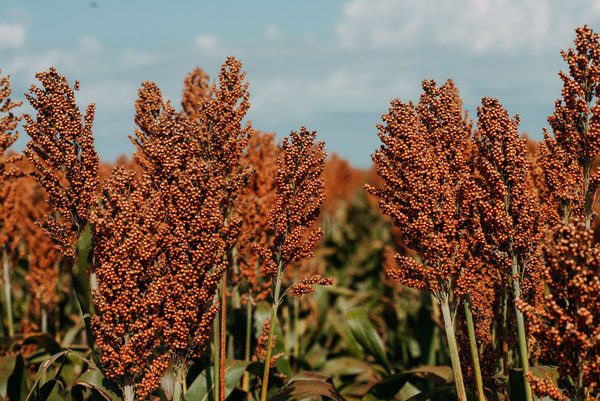 Sementes oilema Sorgo 13 Sementes oilema 2012 Escolhida min