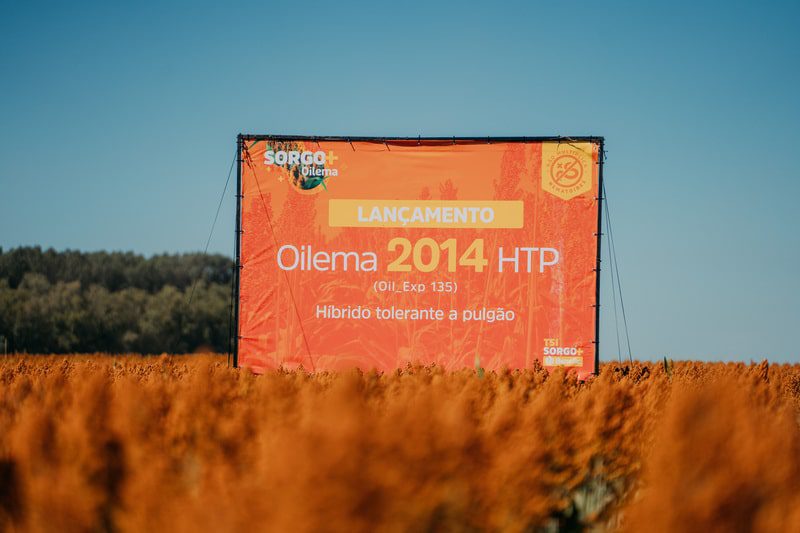 Sementes oilema Home 16 Sementes oilema Oilema lanca novo hibrido durante a 1a edicao do Momento Sorgo1 min