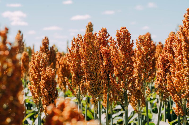 Sementes oilema Sorgo 12 Sementes oilema 2010 trocar min