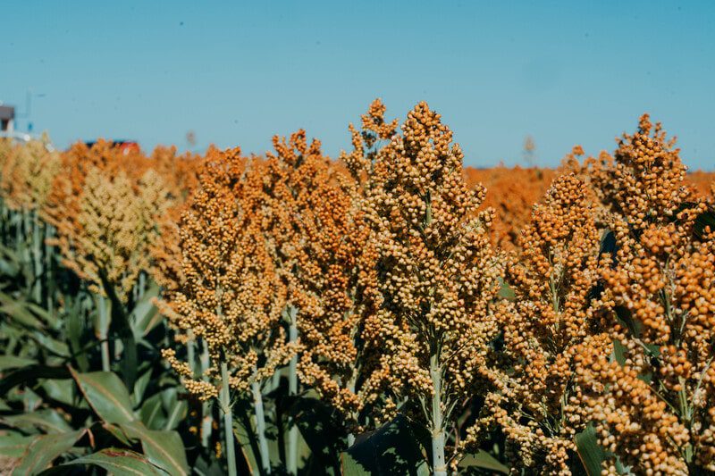 Sementes oilema Sorgo 14 Sementes oilema 2014 HTP min