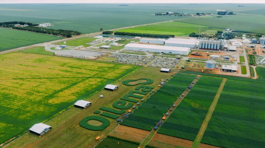 Sementes oilema Dia de Campo Oilema registra sucesso de publico e ja confirma edicao de 2027