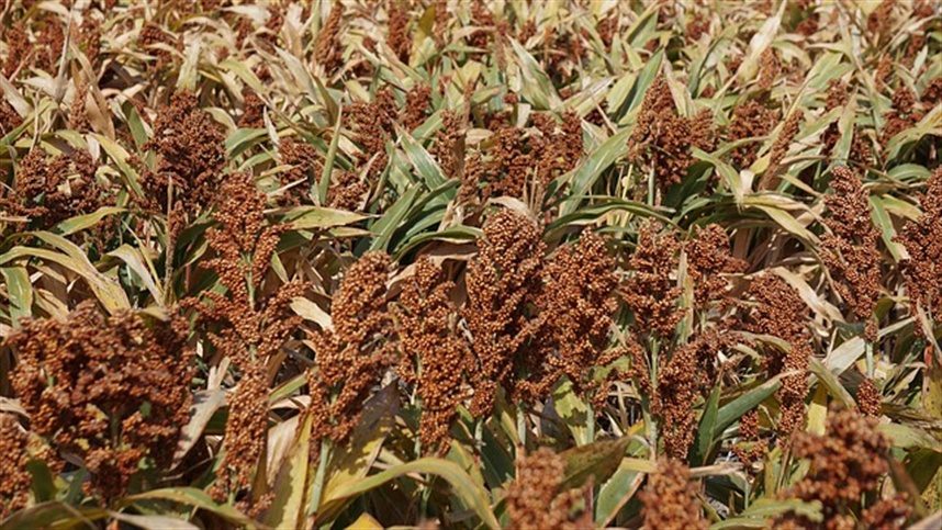 Sementes oilema Sorgo rouba a cena em feira do agronegocio