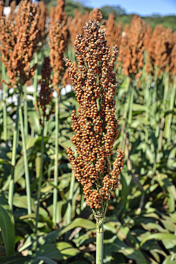 Sementes oilema sorgo 20171